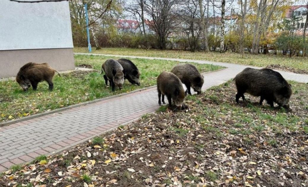 Gdynia bierze na cel… dziki. Miasto wprowadza konkretne rozwiązania