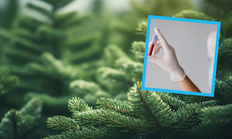 Choinka za krew. Kolejna edycja akcji 'Choinka dla życia'