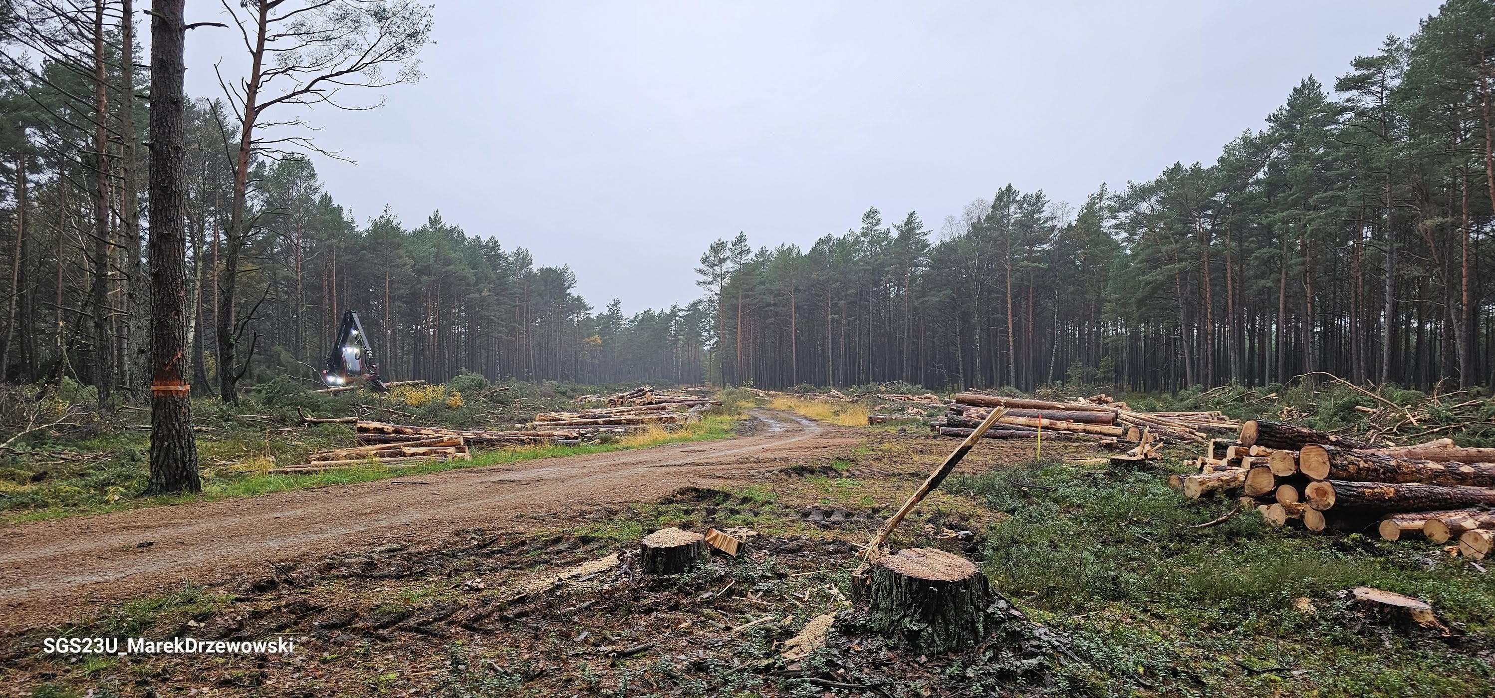 Trwa wycinka lasu pod budowę 'jądrówki'. Na miejscu harvestery i forwarder