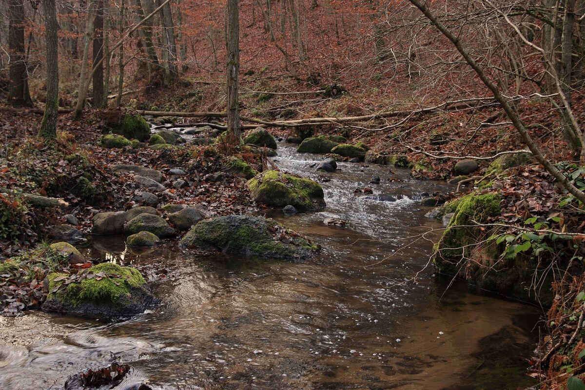 Spacery tak, ale bez psów i zbierania grzybów. Powstał nowy rezerwat przyrody
