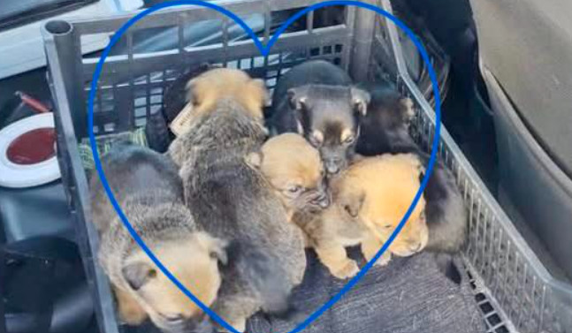 Suka i sześć szczeniąt znalezione na mrozie. Szybka reakcja służb