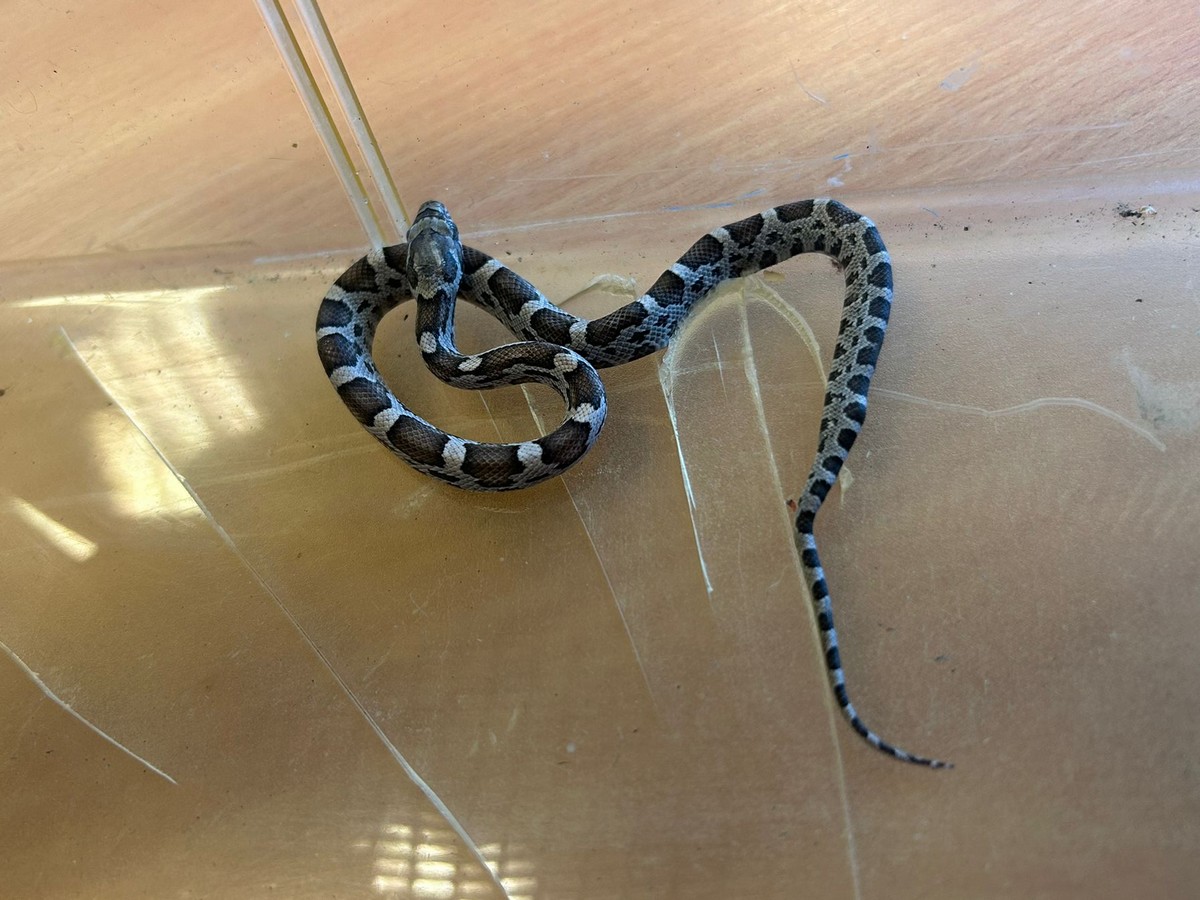 Zamiast dzwonka – syczenie! Wąż pojawił się w szkolnej bursie!