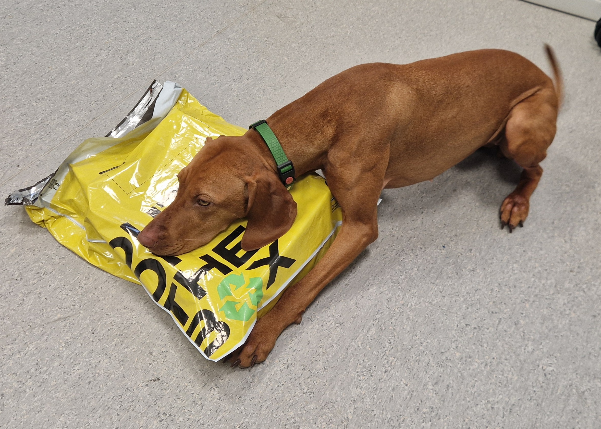 Flara wyniuchała narkotyki. Były ukryte w paczce