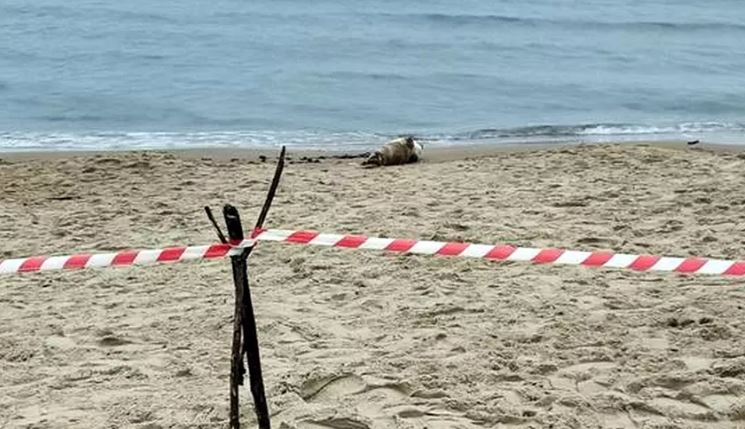 Foka postawiła na nogi służby. 'Potrzebuje spokoju'