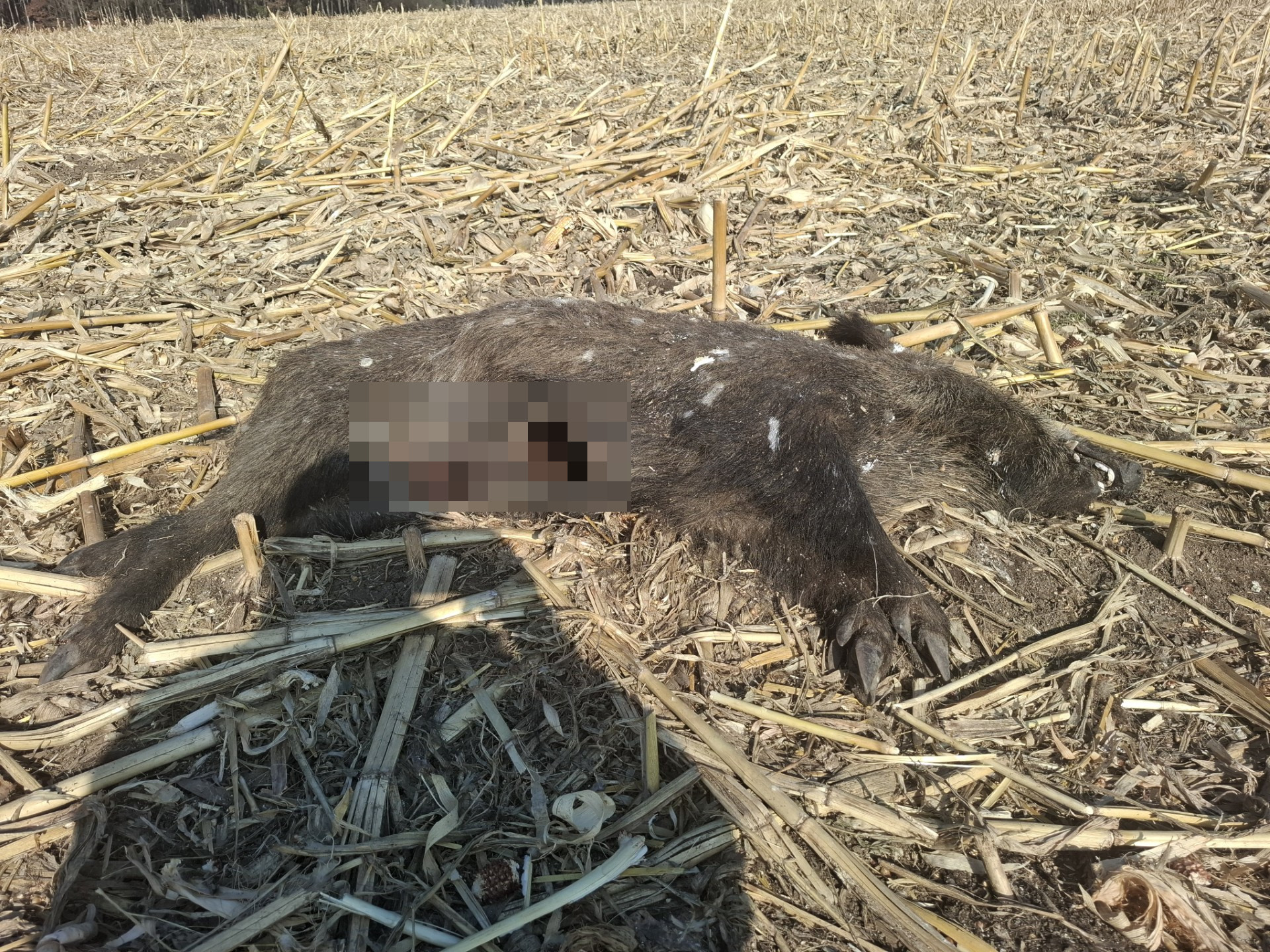 Martwe dziki na polach w gminie Łęczyce. "Podejmujemy odpowiednie kroki w tej sprawie"