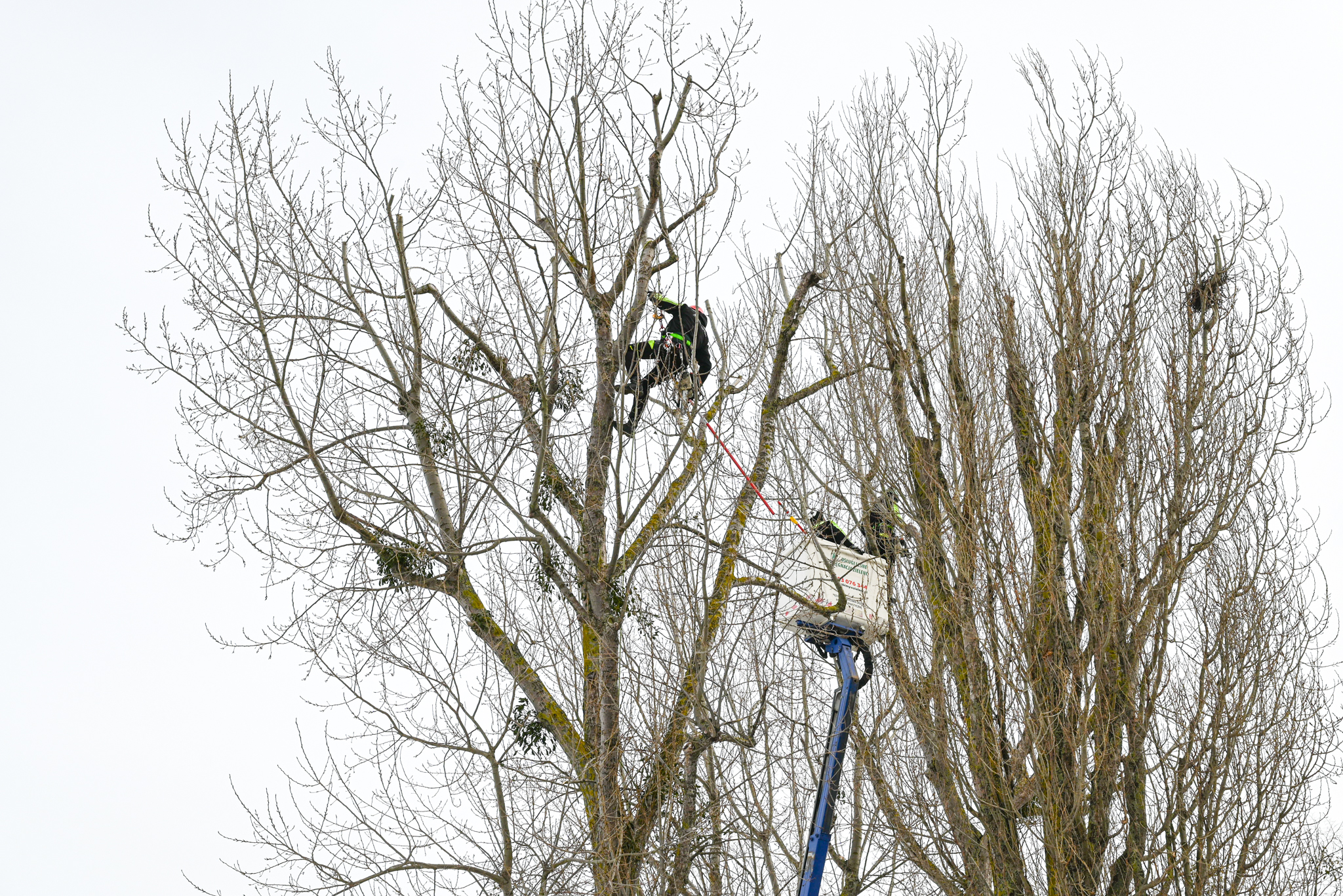 Zabójczy lokator w koronach drzew. Urzędnicy proszą mieszkańców o pomoc