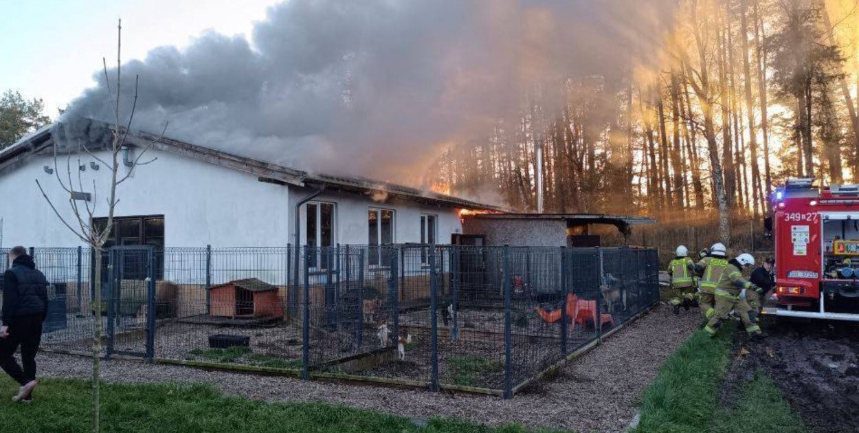 Pożar schroniska. Zwierzęta ewakuowane, budynek do odbudowy