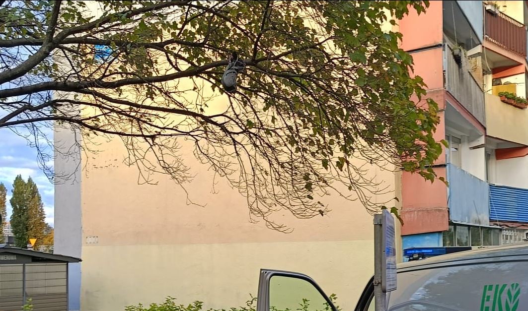 Gołąb czy nietoperz? Spacerowicze zaalarmowali służby