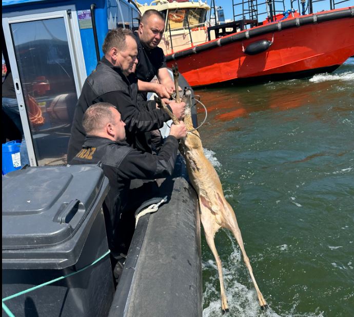 Jelonek dwa razy wpadł do kanału portowego. W ruch poszło lasso