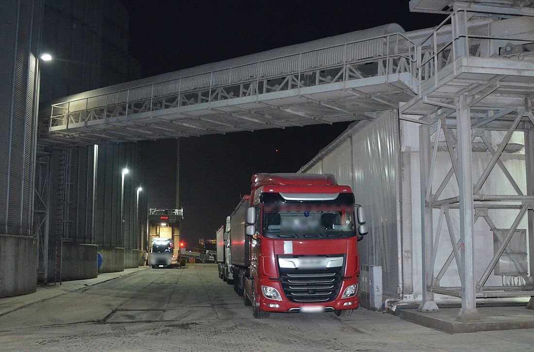 Oszustwo ‘na zboże.’ Pszenica była zanieczyszczona szkodnikami