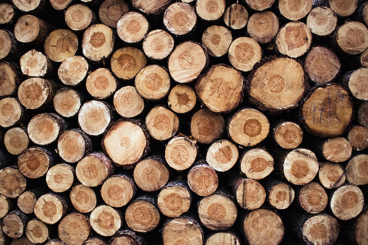 Spór o wycinkę w Trójmiejskim Parku Krajobrazowym. Ministerstwo nie zatwierdziło planu dla Nadleśnictwa Gdańsk