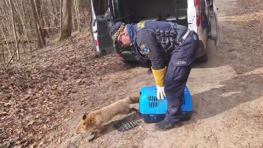 Lis leżał między grobami. Wezwano straż miejską