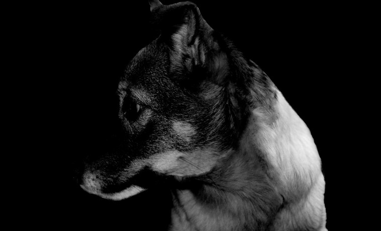 Małoszyce na liście Dody. Schronisko zapowiada kroki prawne