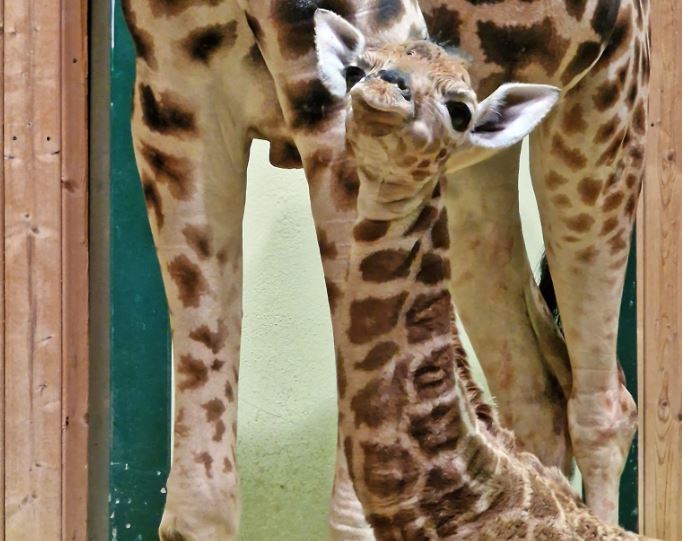 Historyczne narodziny w gdańskim zoo. Na świat przyszła pierwsza żyrafa ugandyjska