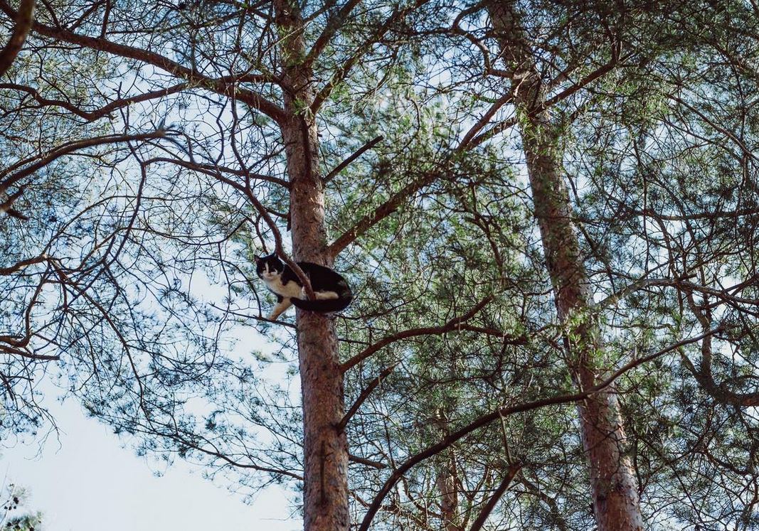 Kot utknął wysoko na drzewie. Do akcji wezwano strażaków i ratowników wysokościowych