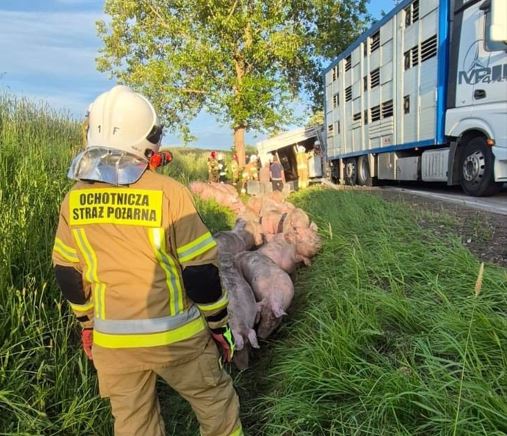 Świnie na wolności, kierowcy w szpitalu. Poważny wypadek na DK20