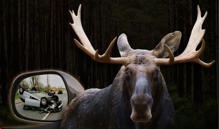 Jeleń ma randkę, kierowca problem. Uważajcie na drogach!