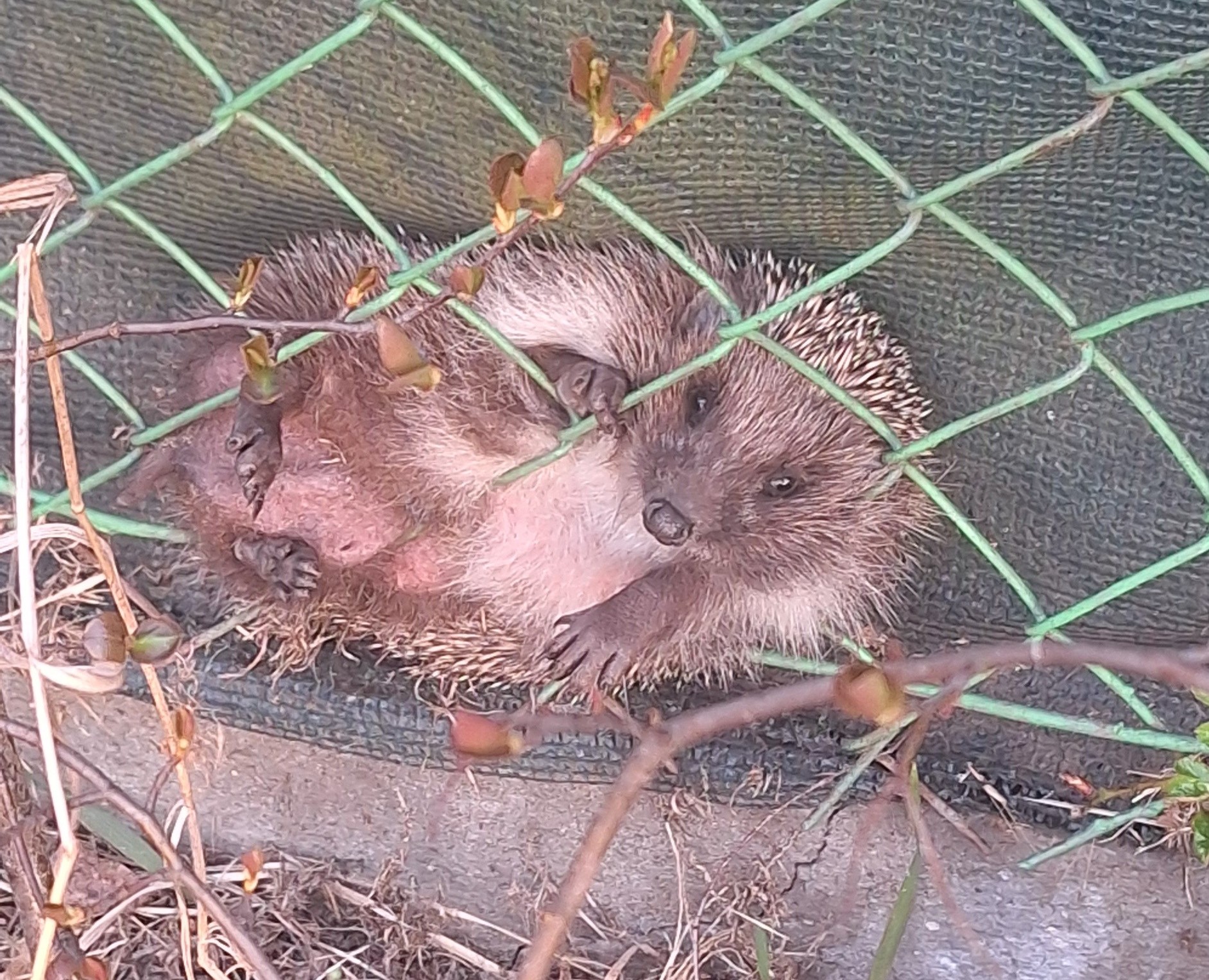 Jeż uwięziony za kratami. Pomogli strażnicy
