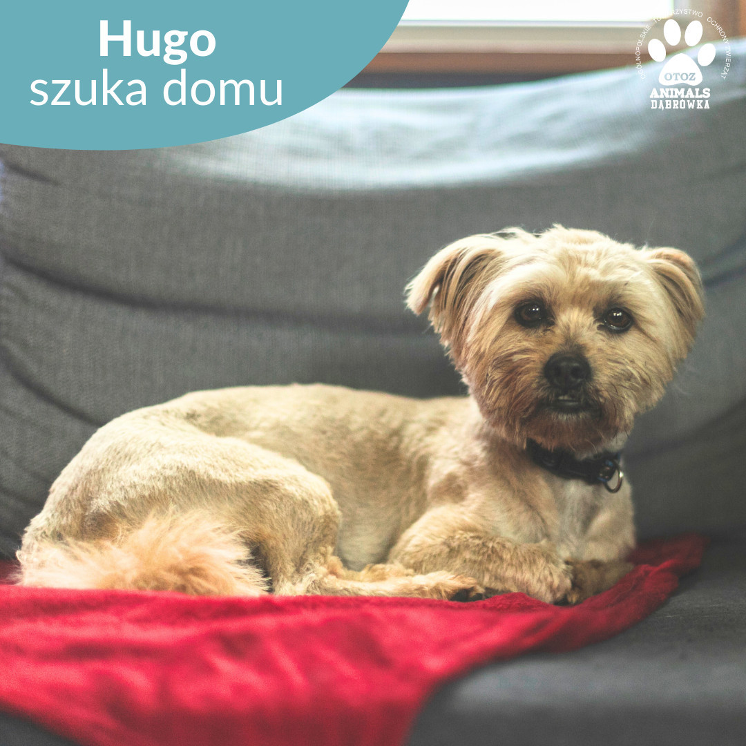 Hugo - jest bardzo wrażliwym i delikatnym 2,5 letnim psiakiem, który uwielbia aktywnie spędzać czas. Świetnie dogaduje się z psami i kotami. Bardzo szybko nawiązuje dobra relację z człowiekiem, który staje się jego najlepszym przyjacielem.