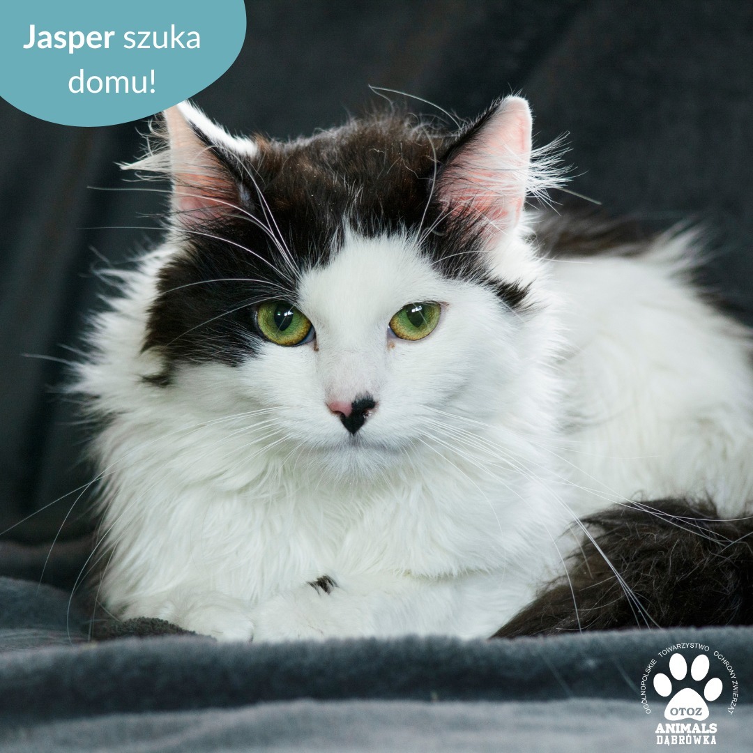 Jasper - To kocurek o bardzo urodziwym pyszczku, nie da się oderwać wzroku od jego uroczego na noska Jest przecudownym, towarzyskim kotem, który lubi spędzać czas z człowiekiem. Chętnie oddaje się wszelkiego rodzaju pieszczotom, podczas, których głośno mruczy i domaga się ich więcej.