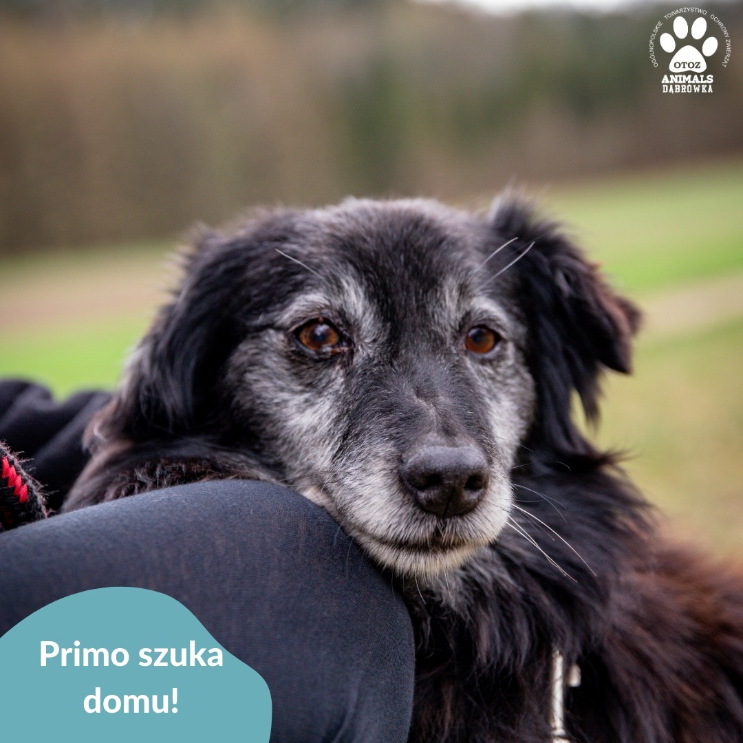Primo ma około 8 lat. W schronisku został odrobaczony, odpchlony, zaszczepiony i zachipowany.