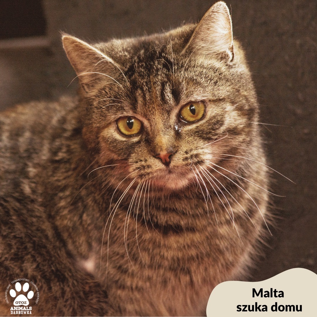 Malta - jest delikatną koteczką, która nigdy nie miała dobrych kontaktów z człowiekiem. Nie wiemy co musiała wydarzyć się w jej życiu, że aż tak boi się obecności nowych osób.