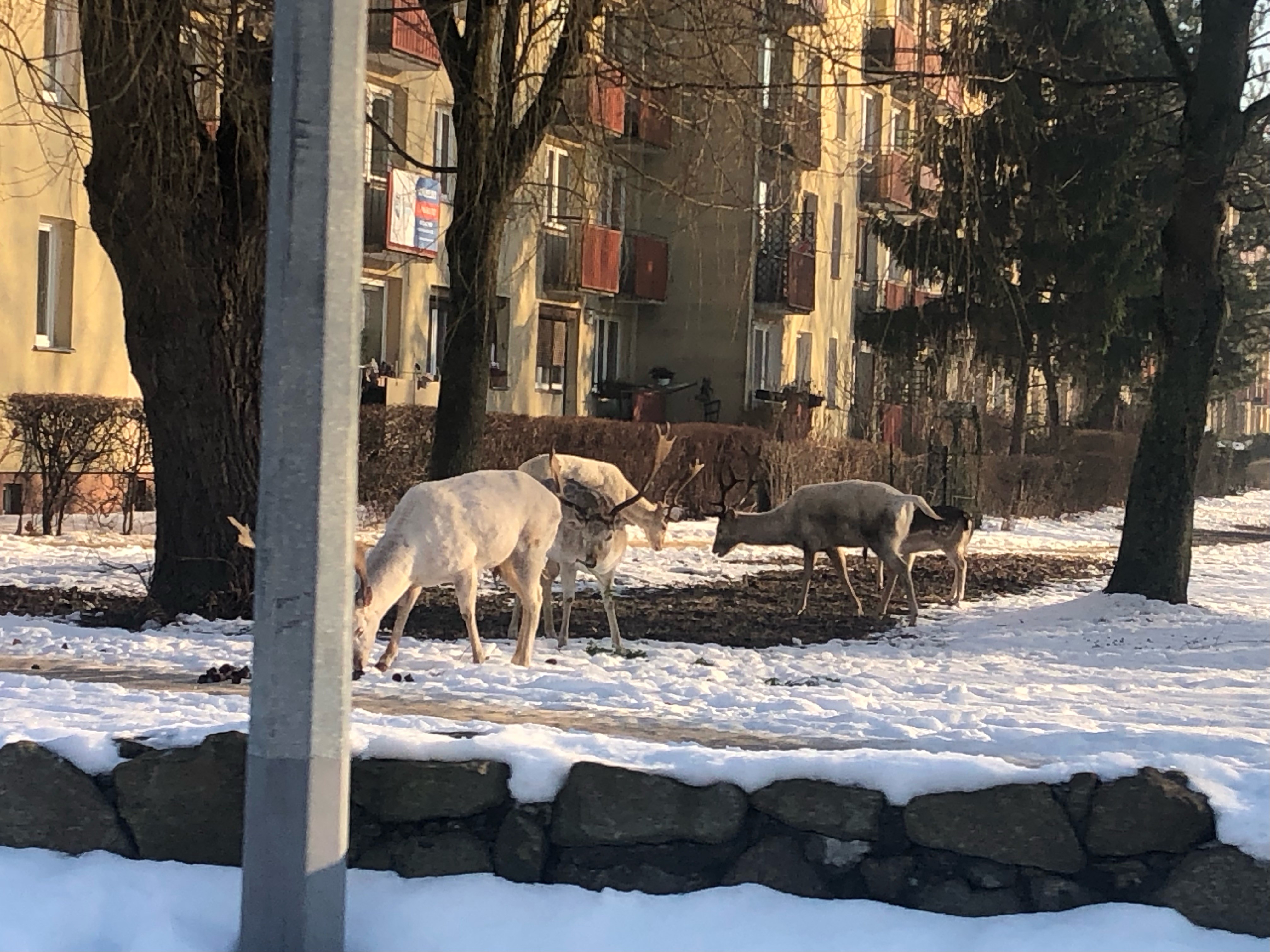 źródło: Straż Miejska w Wejherowie