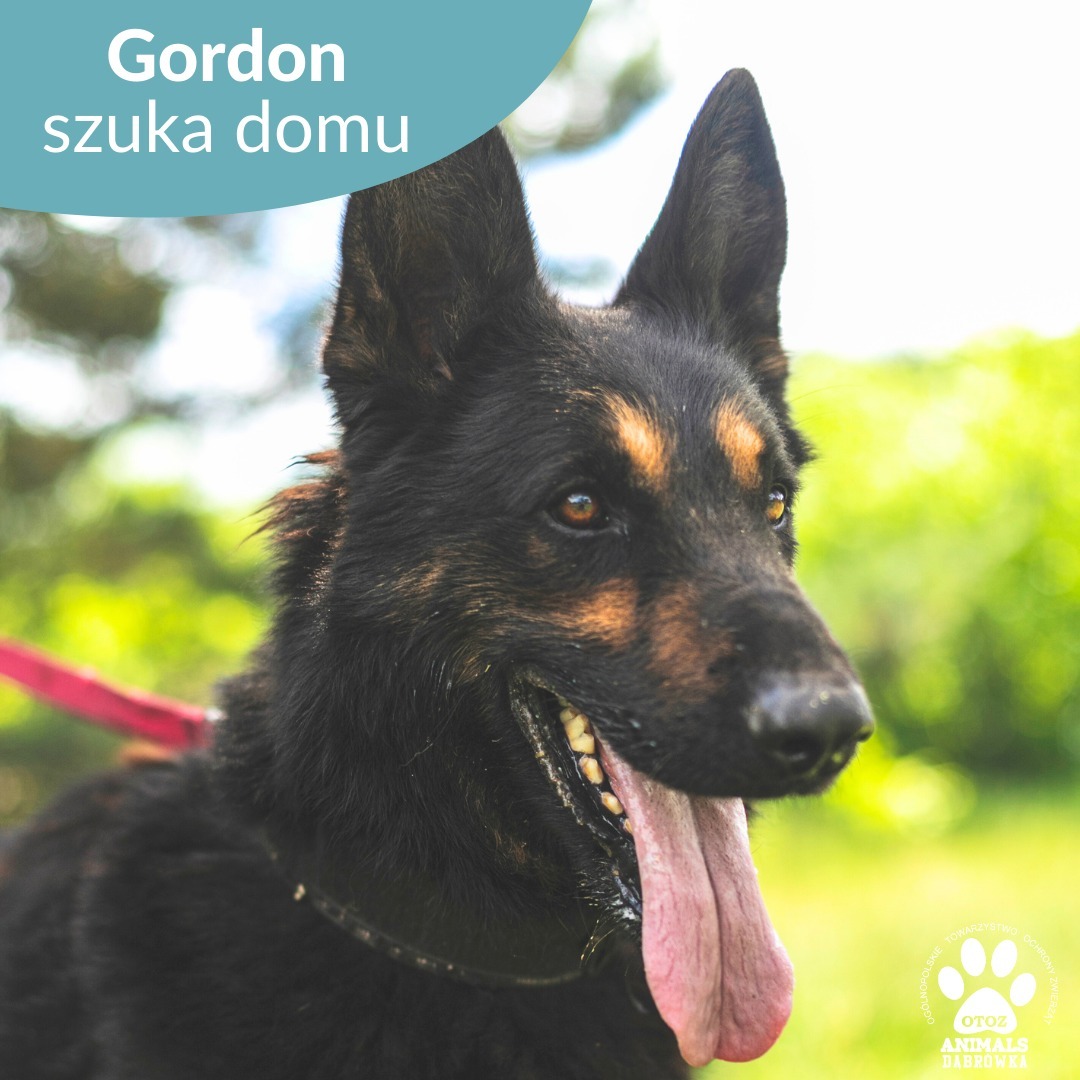 Gordon - to pies, który pewnie i odważnie stąpa po ziemi. Człowiek jest dla niego ostoją i uwielbia przebywać wśród ludzi. Czasem bywa nieco porywczy, przez co potrzebowałby opiekuna z doświadczeniem, który poradzi sobie z okiełznaniem psa o takim temperamencie i gabarytach.