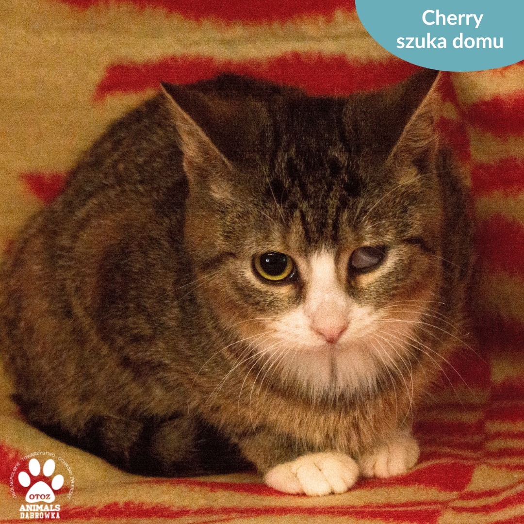 Cherry - to niespełna roczna koteczka, która do naszego schroniska trafiła chora na koci katar. Natychmiast została jej udzielona pomoc weterynaryjna i dziś po infekcji nie ma śladu. Jedynie jej oczko przypomina nam, w jakim stanie została znaleziona.