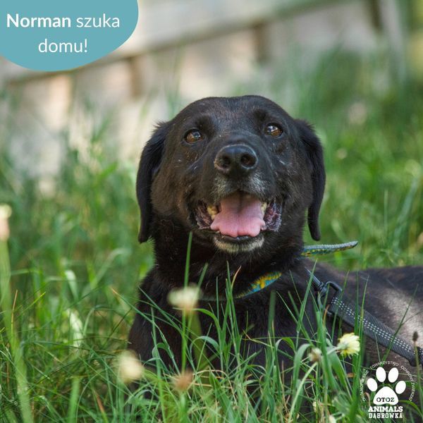 Norman - Czy wiecie, że często brak pewności siebie u psiaka, jest spowodowany brakiem kontaktu z człowiekiem i innymi zwierzętami? Dokładnie tak jest z naszym Normanem.
