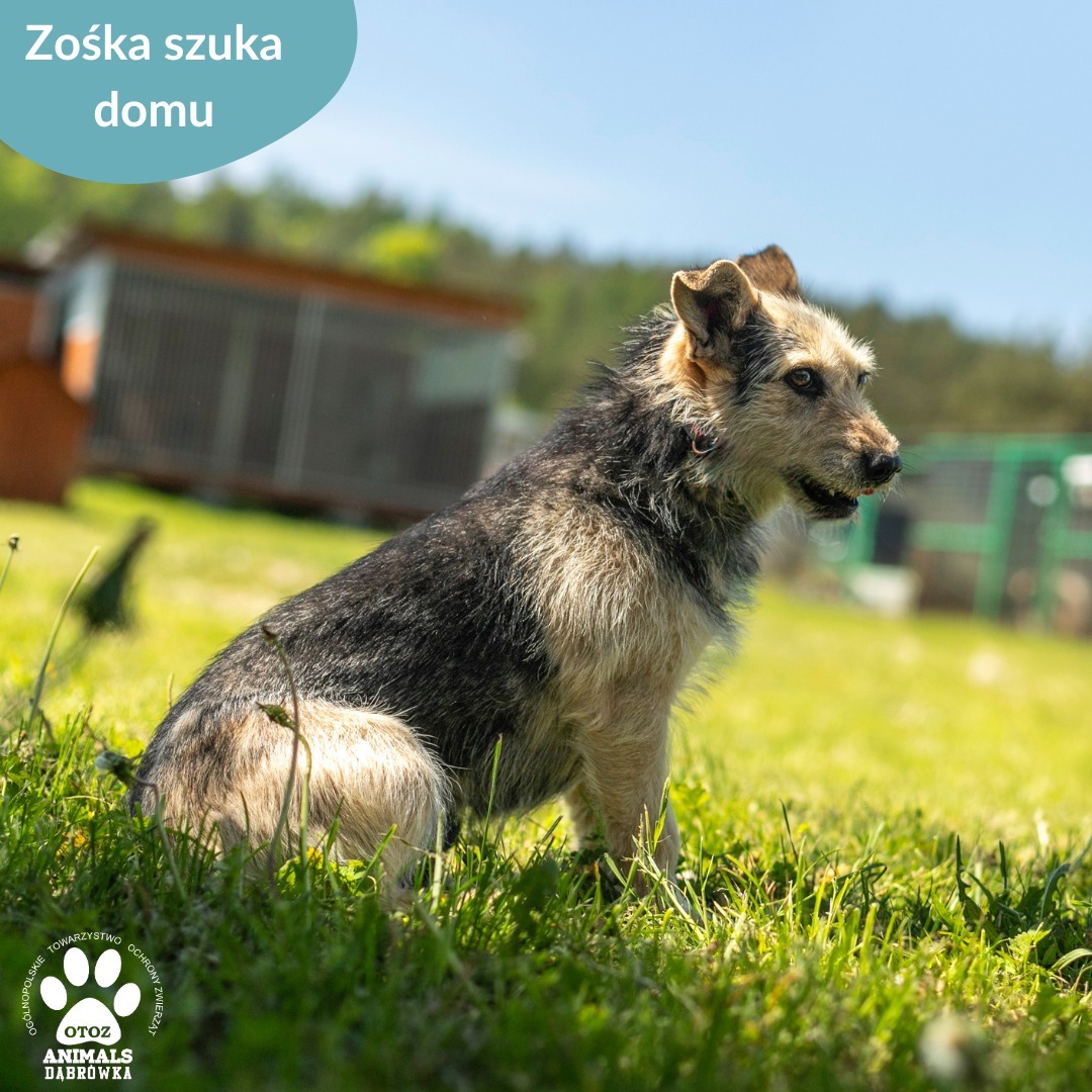 Zośka - Sunia jest jednym z tych psiaków, które nie za dobrze znoszą pobyt w schronisku.. Wzorowo dogaduje się z innymi psiakami, co pomaga jej odrobinę przetrwać pobyt pod naszymi skrzydłami.