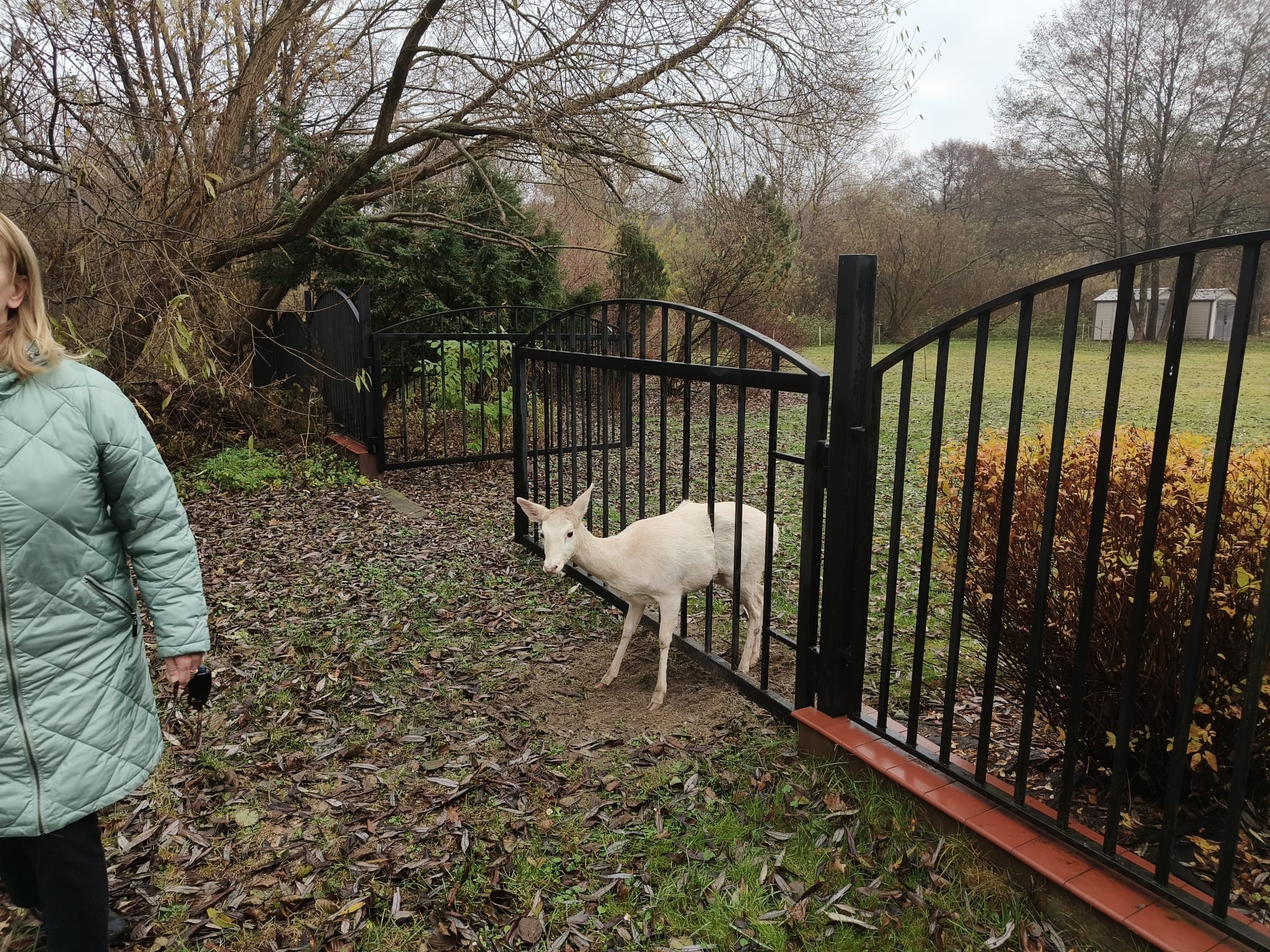 źródło: Straż Miejska w Wejherowie