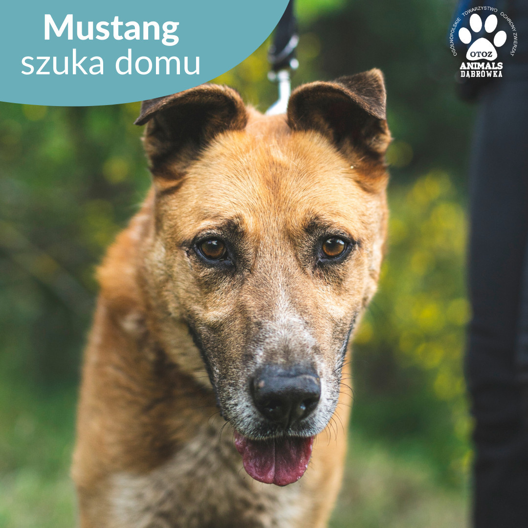 Mustang - Piękny psiak szuka miłości swojego życia. Nie znamy jego przeszłości, ale pragniemy zadbać o jego przyszłość. Mustang jest wspaniałym psem, pełnym energii i zapału do zabawy. Chętnie się uczy i z pewnością idealnie wpasuje się w rodzinę aktywnie spędzającą czas.