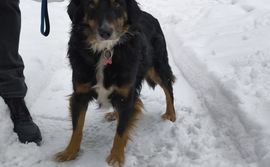 Bił psa łopatą do odśnieżania. Mężczyzna nie reagował na polecenia policjantów