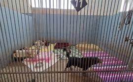 Kontrole schronisk w czasie mrozów. Sprawdzają w jakich warunkach żyją zwierzęta