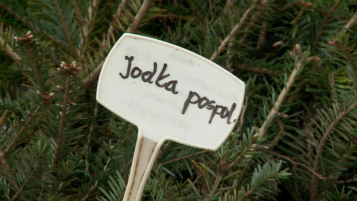 Zdjęcie