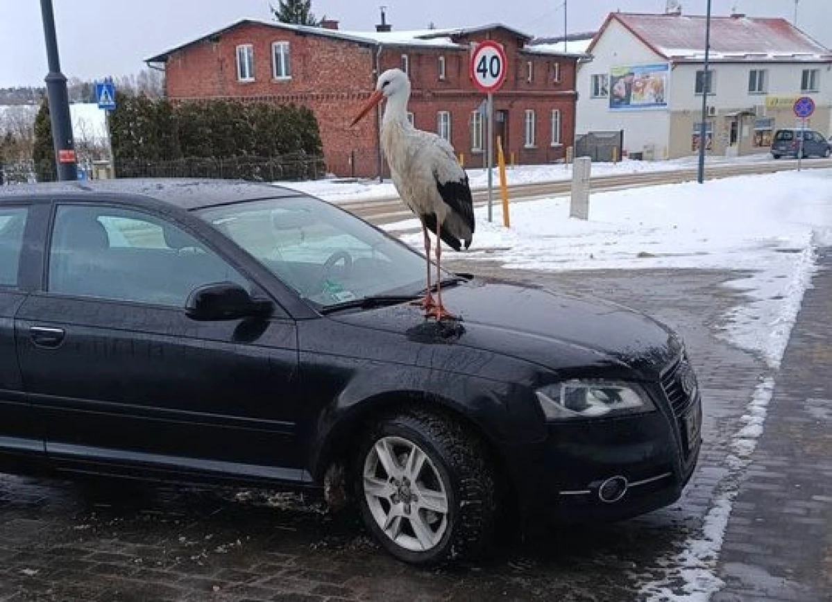 Zdjęcie
