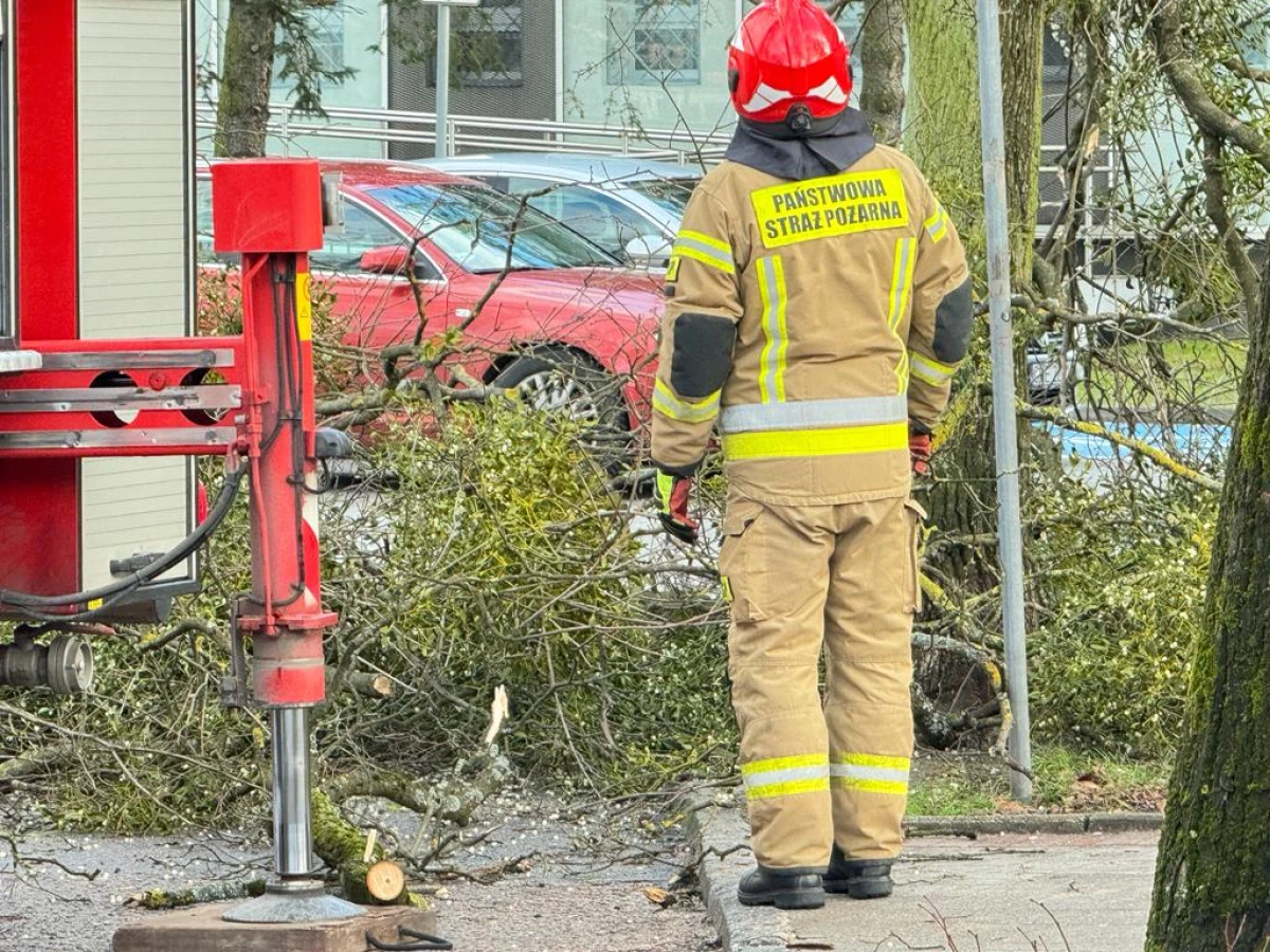 Zdjęcie