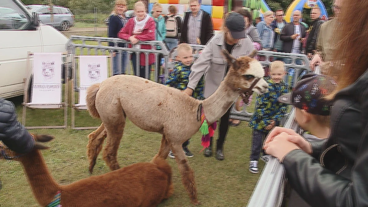 Zdjęcie