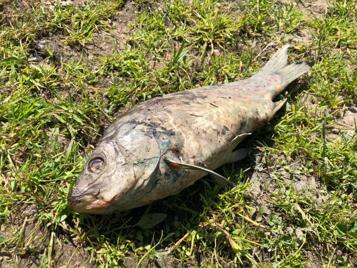 Zdjęcie