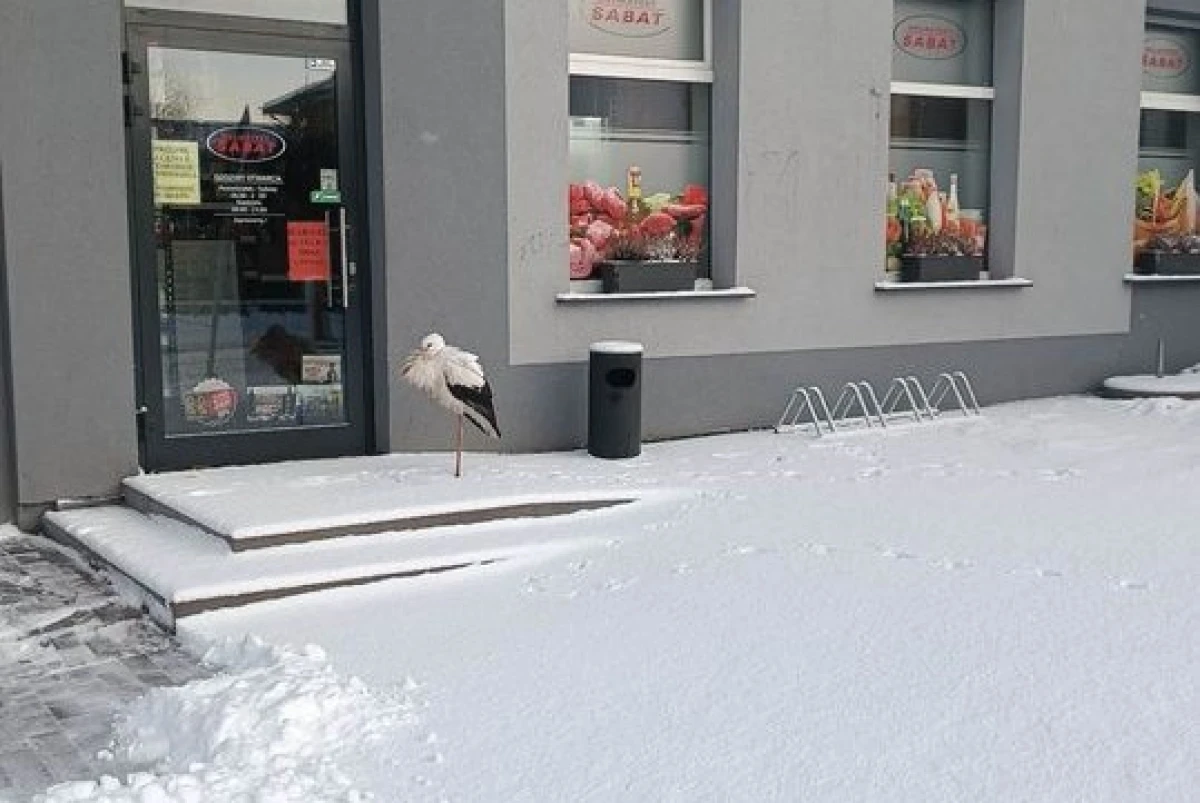 Zdjęcie