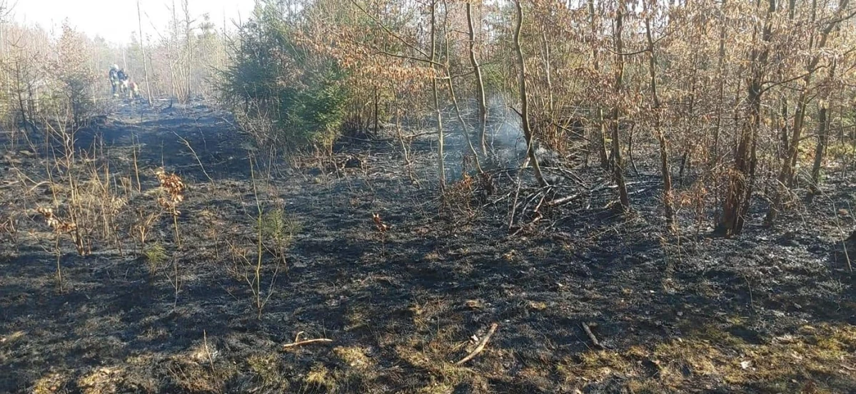 Zdjęcie