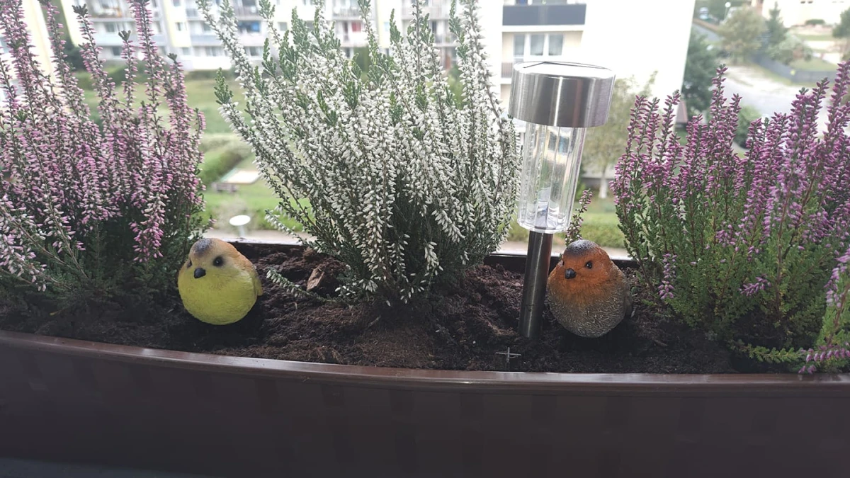 Zdjęcie