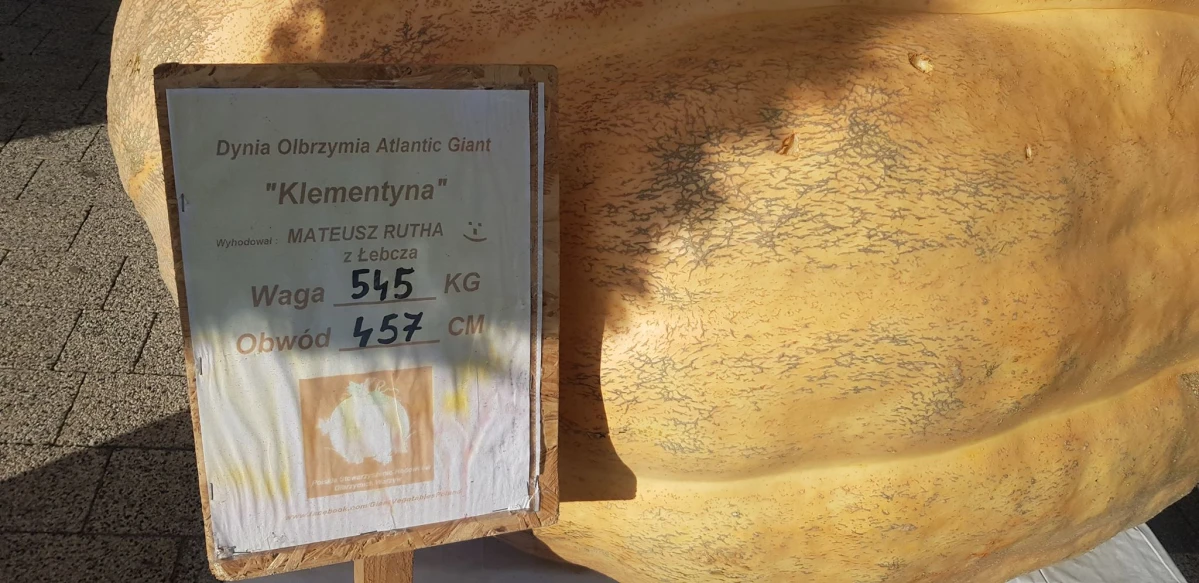 Zdjęcie