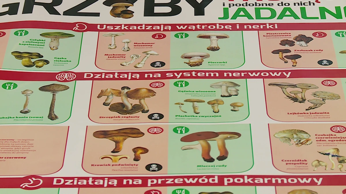 Zdjęcie