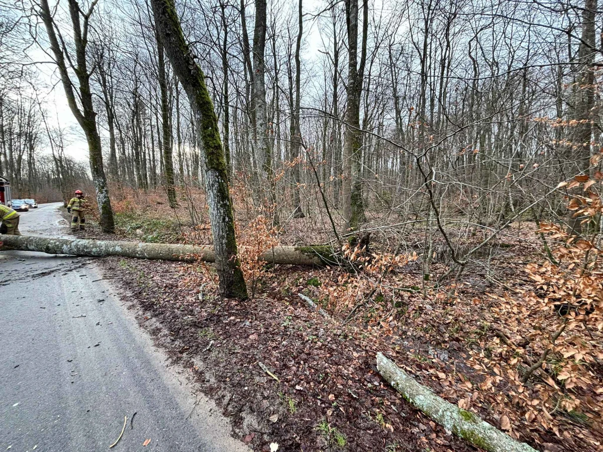 Zdjęcie