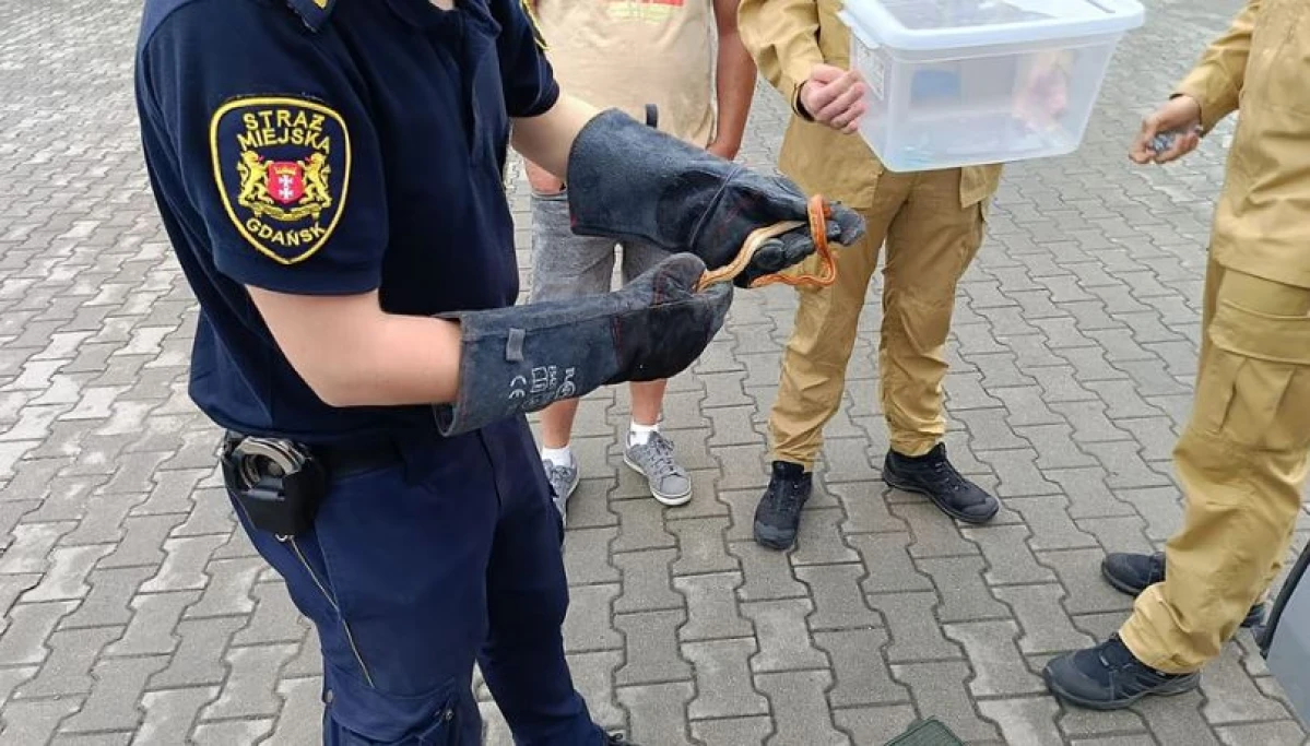 Zdjęcie