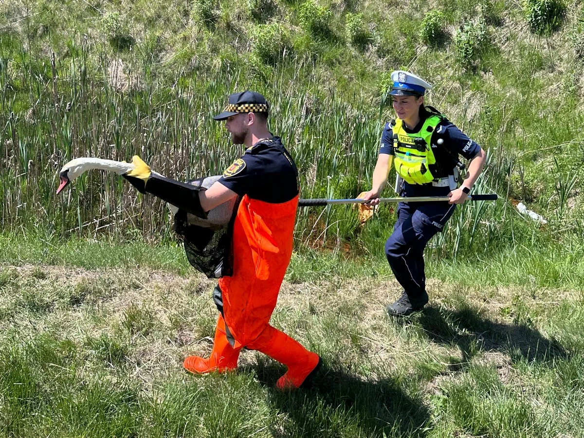 Zdjęcie