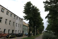 Drzewa pod lupą specjalistów. Sprawdzają ich kondycję i stabilność