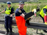 Łabędzie o krok od wejścia na obwodnicę. Nietypowa akcja ratunkowa przy trasie S6